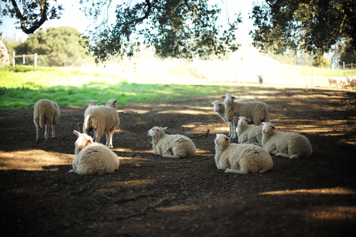 Des moutons dans une ferme - Photo Laurel Duermael 
