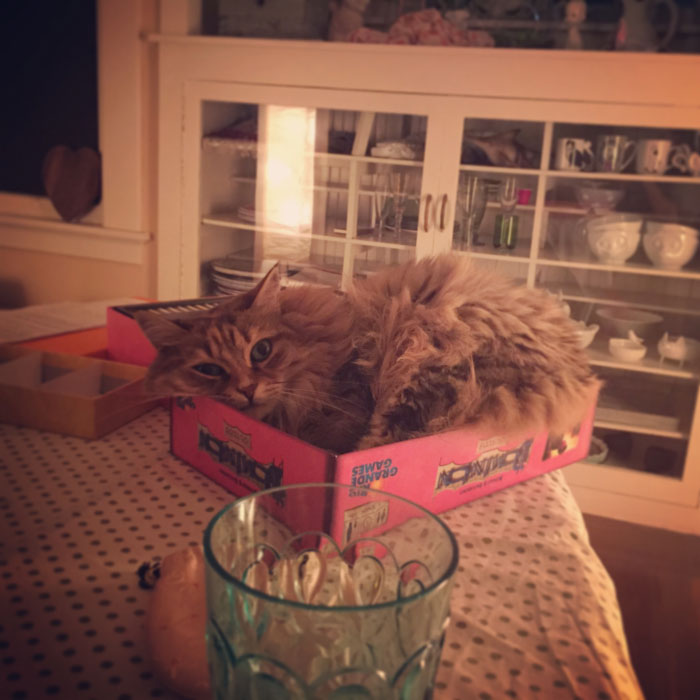 Adorable chat dans un carton. 
