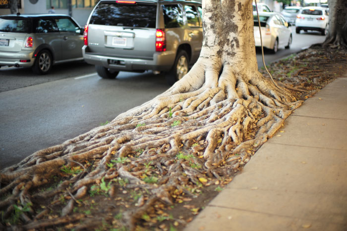 Des racines géantes, un arbre au bord de la route.  - par Laurel Duermael 