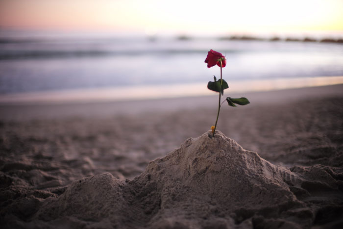 Une rose abandonnée sur la plage, sur le sable.  - par Laurel Duermael 