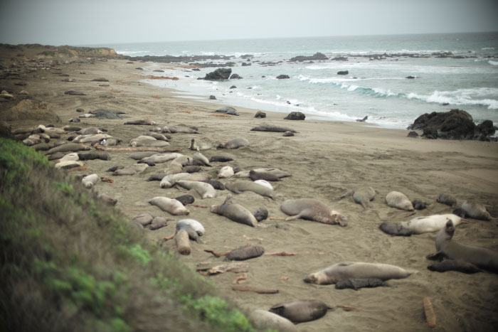 Tout un énorme troupeau d'éléphants de mer sur Big Sur en Californie  - photo par Laurel Duermael 