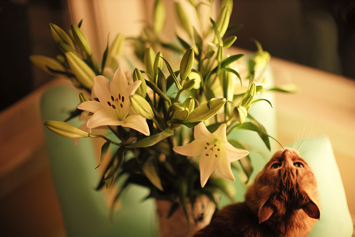 Les fleurs de lys et les chats.  - by Laurel Duermael 